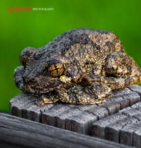Tree frog. ©2017 Steve Ziegelmeyer