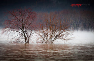 Trees in flooded river. ©2011 Steve Ziegelmeyer