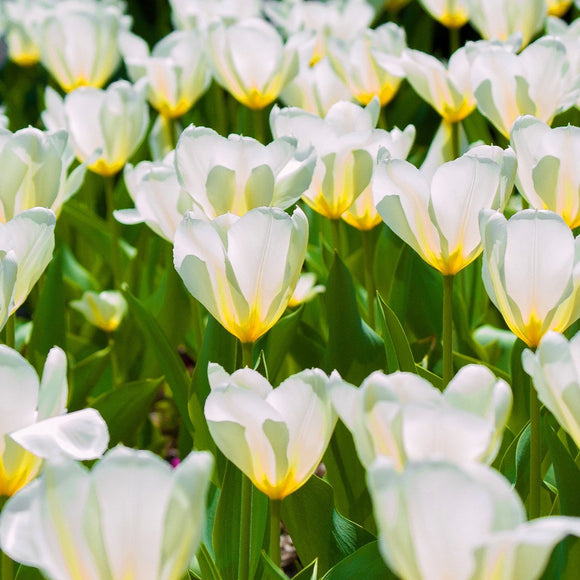 White Tulips. ©2008 Steve Ziegelmeyer
