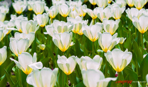 White Tulips. ©2008 Steve Ziegelmeyer