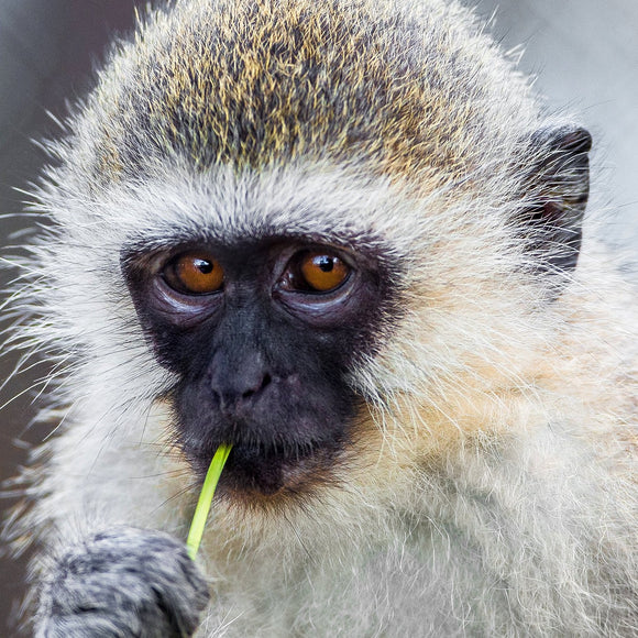 Vervet Monkey.  ©2016 Steve Ziegelmeyer
