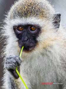 Vervet Monkey.  ©2016 Steve Ziegelmeyer