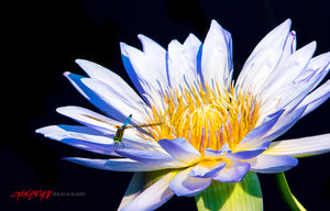 White Water Lily and Dragonfly. ©2016 Steve Ziegelmeyer