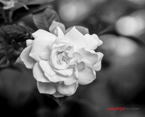 White flower. ©2015 Steve Ziegelmeyer