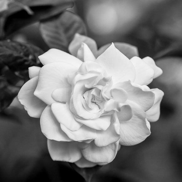 White flower. ©2015 Steve Ziegelmeyer