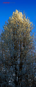 Bradford Pear tree. ©2020 Steve Ziegelmeyer