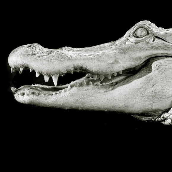 Rare White Alligator. ©2013 Steve Ziegelmeyer