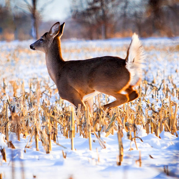 Whitetail deer in snow. ©2010 Steve Ziegelmeyer