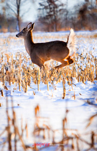 Whitetail deer in snow. ©2010 Steve Ziegelmeyer