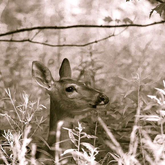 Whitetail Deer hiding in brush. ©2013 Steve Ziegelmeyer