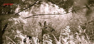 Whitetail Deer hiding in brush. ©2013 Steve Ziegelmeyer