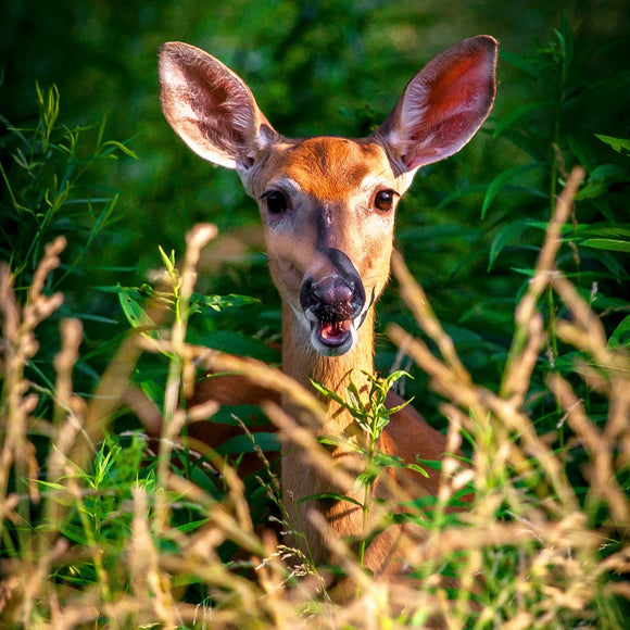 Whitetail deer in summer. ©2013 Steve Ziegelmeyer