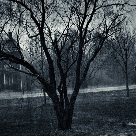 Willow in the rain. ©2010 Steve Ziegelmeyer