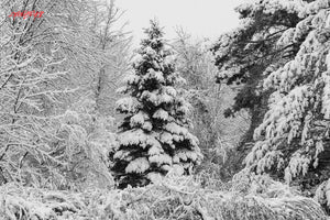 Evergreens in winter. ©2014 Steve Ziegelmeyer