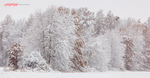 Fall trees in snow. ©2014 Steve Ziegelmeyer
