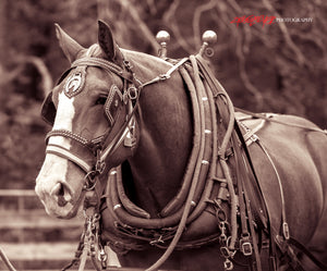 Work horse. ©2013 Steve Ziegelmeyer