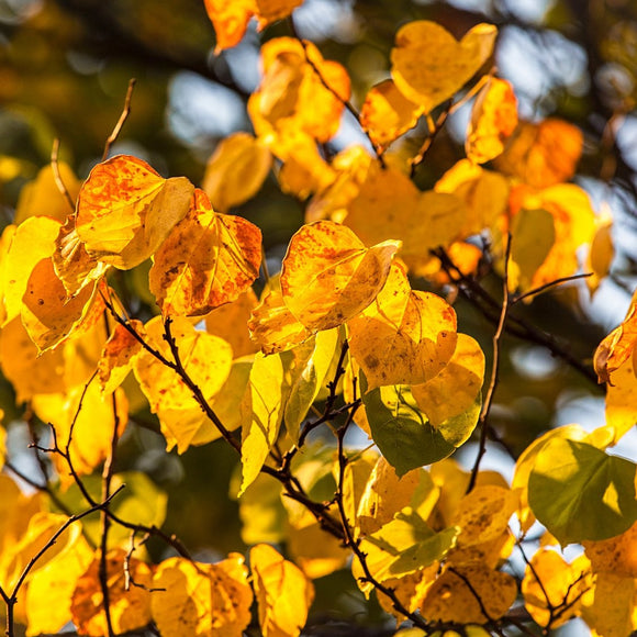 Redbud leaves in fall. ©2014 Steve Ziegelmeyer