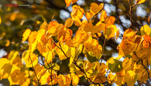 Redbud leaves in fall. ©2014 Steve Ziegelmeyer